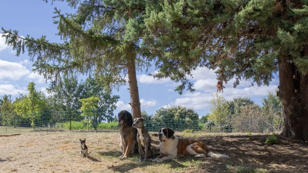 La Ferme de Charlotte - Aveyron pet otel