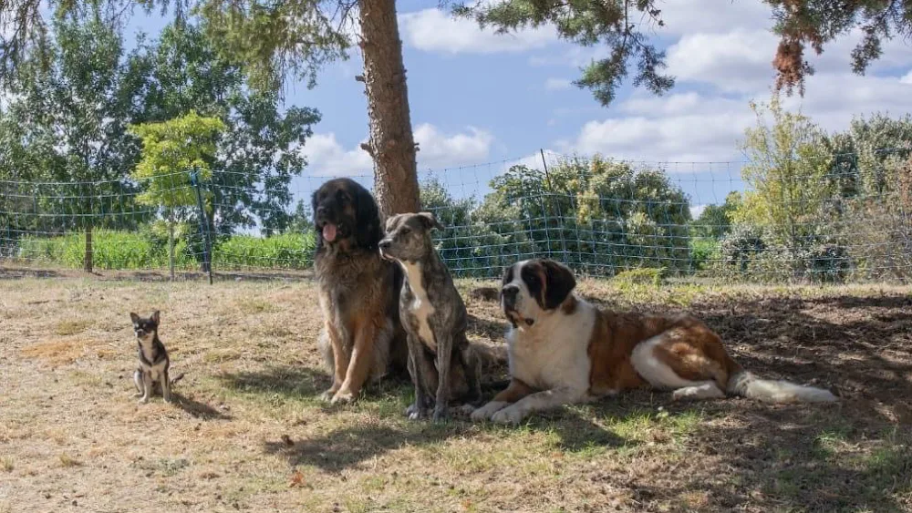 La Ferme de Charlotte - Aveyron pet otel görseli 3