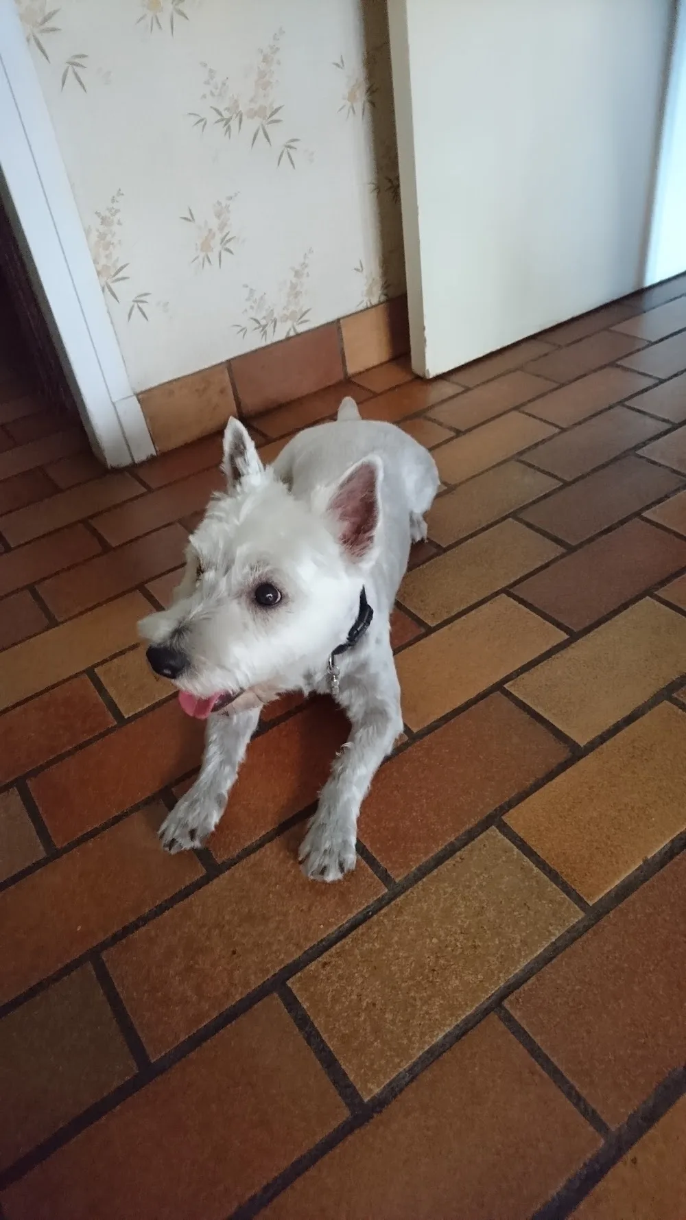 La Maison Du Chien - Aveyron pet otel görseli 3