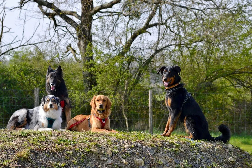 Les Truffes Humides - Aveyron pet otel görseli 3