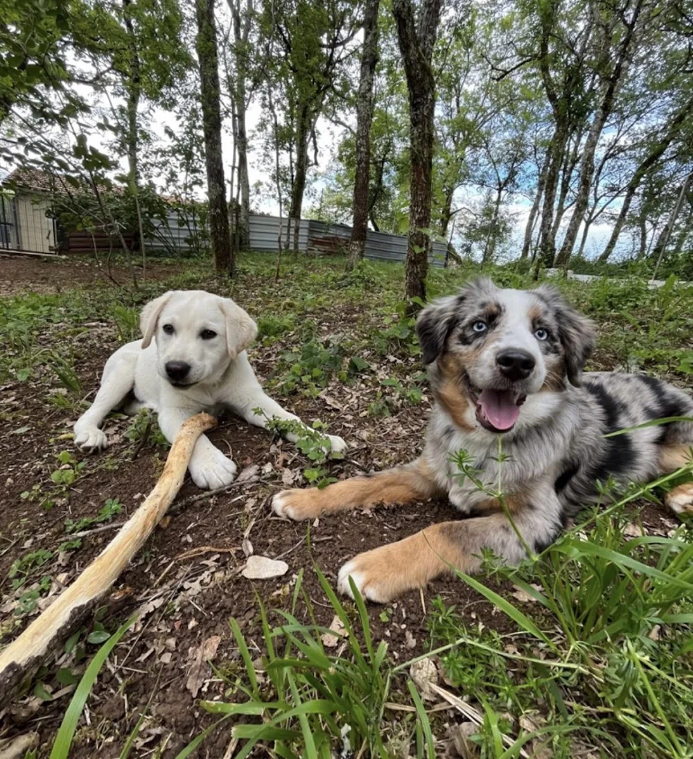 Pension canine des Terres d’Ulysse - Aveyron pet otel görseli 3