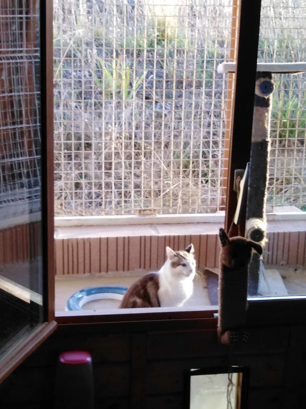 Pension chien et chat et Elevage Des Pas Des Bêtes - Aveyron pet otel görseli 3