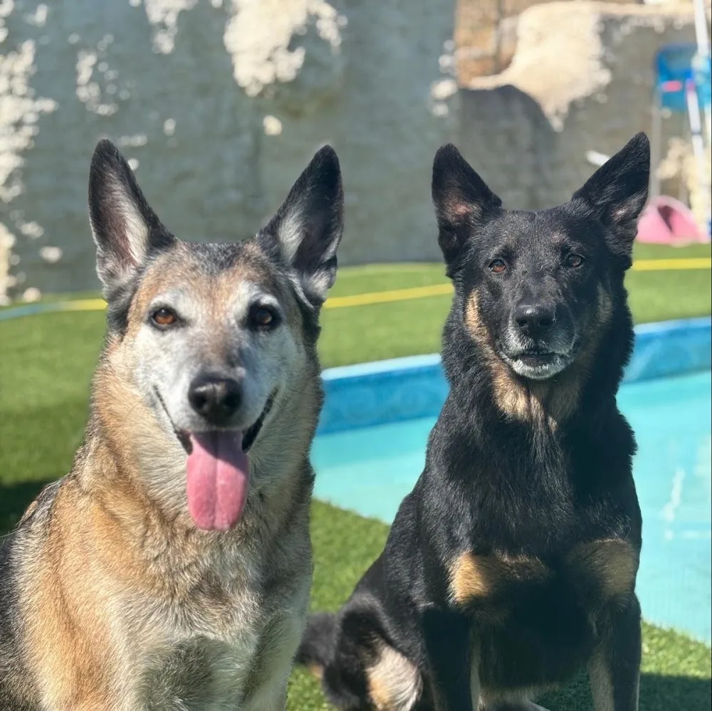 Pension chien et chat et Elevage Des Pas Des Bêtes - Aveyron pet otel görseli 4