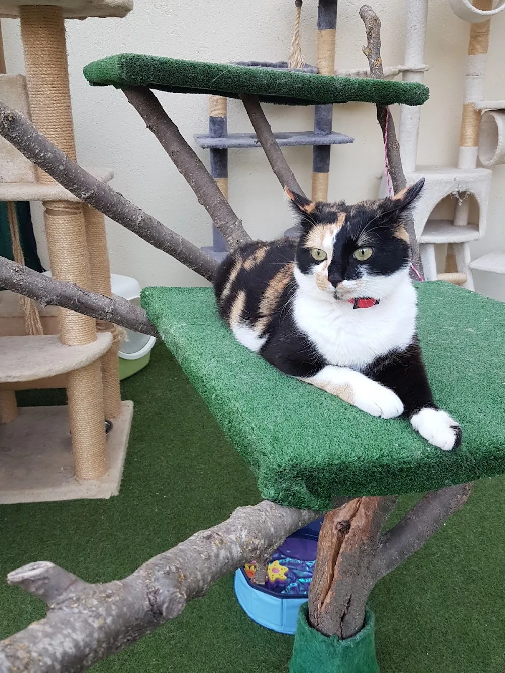 PENSION LES PACHAS-GARDE D'ANIMAUX - Aveyron pet otel görseli 2