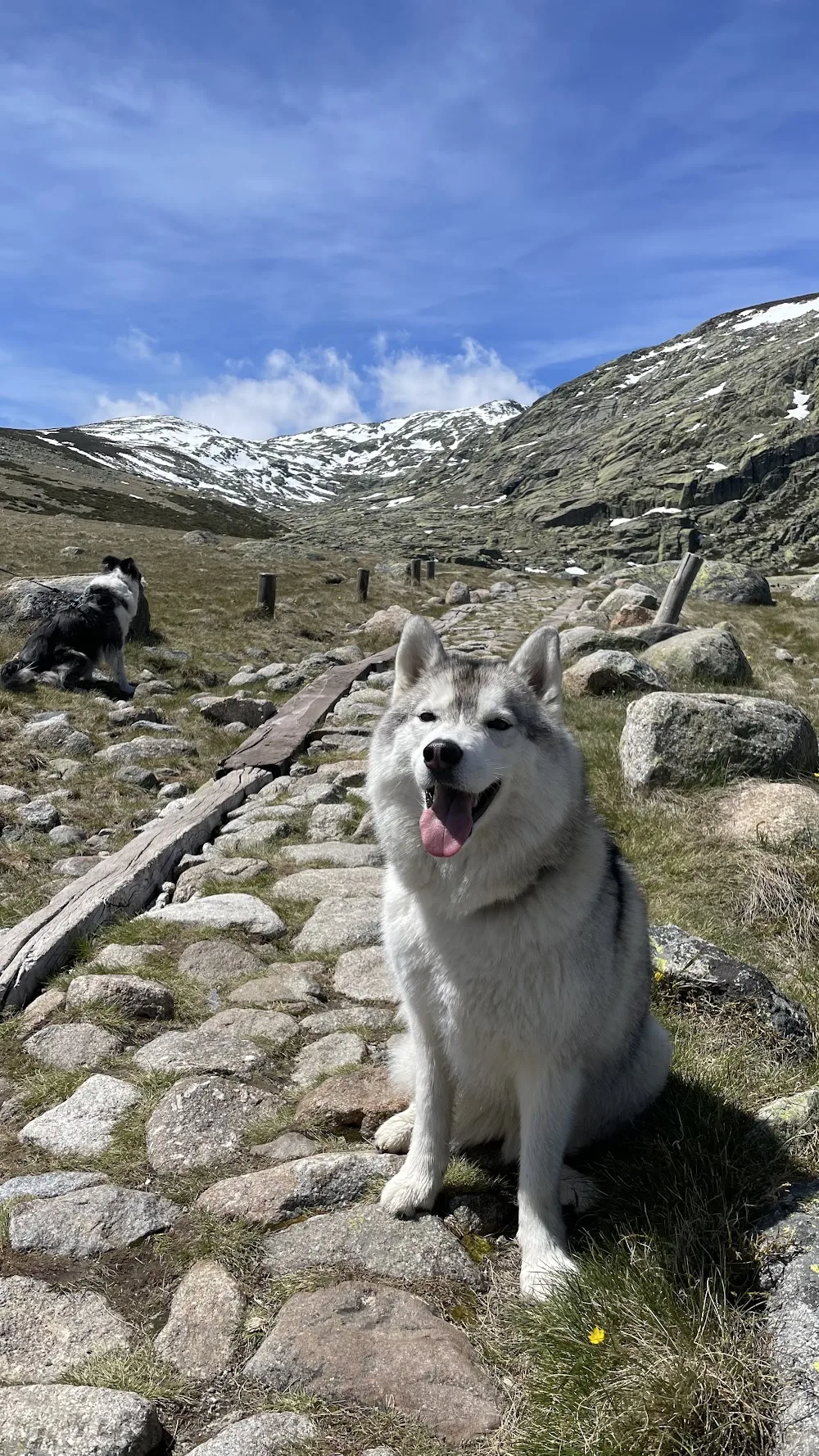 Nariz de Nieve - Residencia canina Madrid y Ávila - Ávila pet otel görseli 3