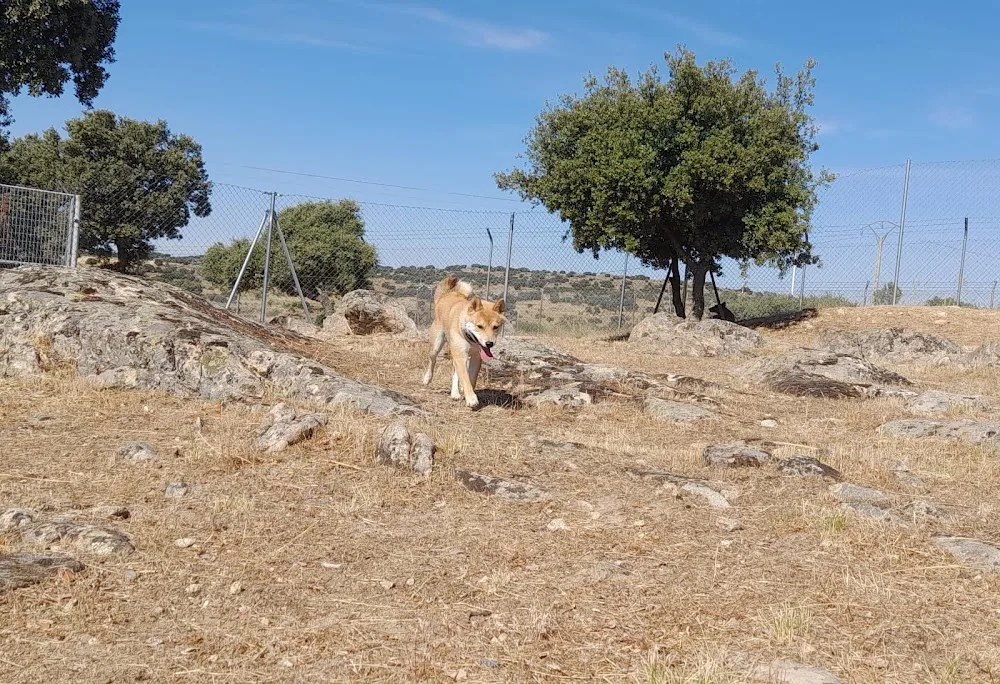 Residencia Canina Avila. Centro Canino Cobican - Ávila pet otel görseli 7