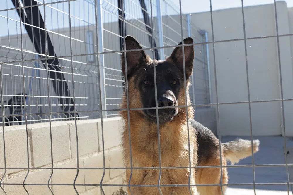 Residencia Canina Nuestra Señora de Sonsoles - Ávila pet otel görseli 6