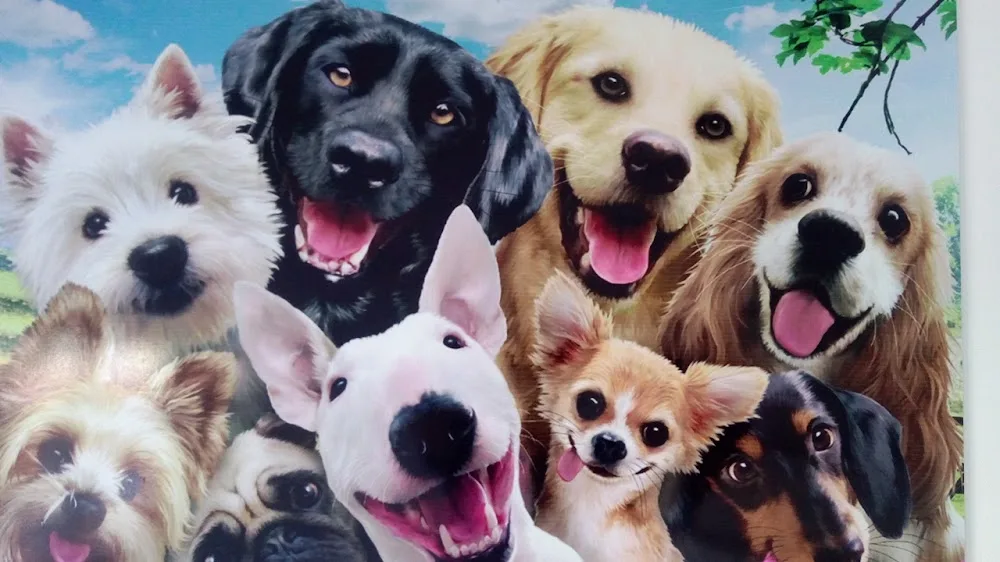 Kedi köpek oteli kuşadası - Aydın pet otel görseli 4