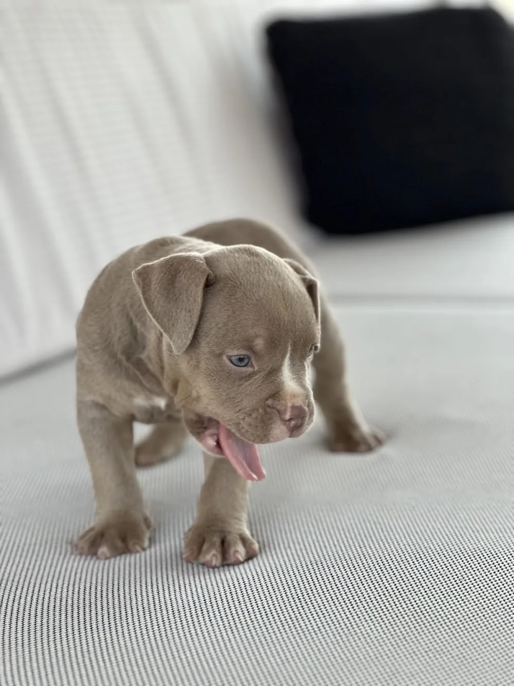 KMT KÖPEK OTEL PANSİYON - Aydın pet otel görseli 3