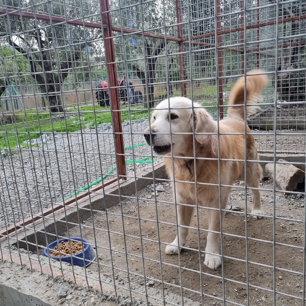 My Dog Otel - Aydın pet otel