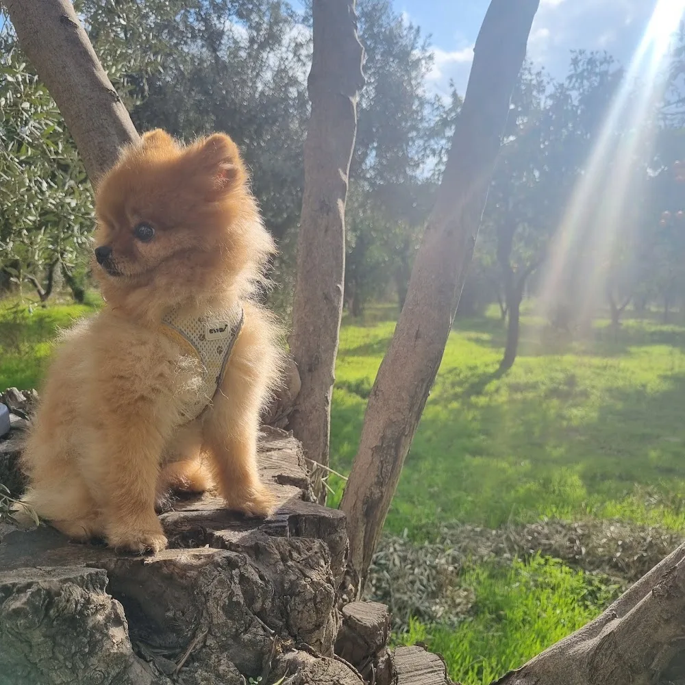 My Dog Otel - Aydın pet otel görseli 3