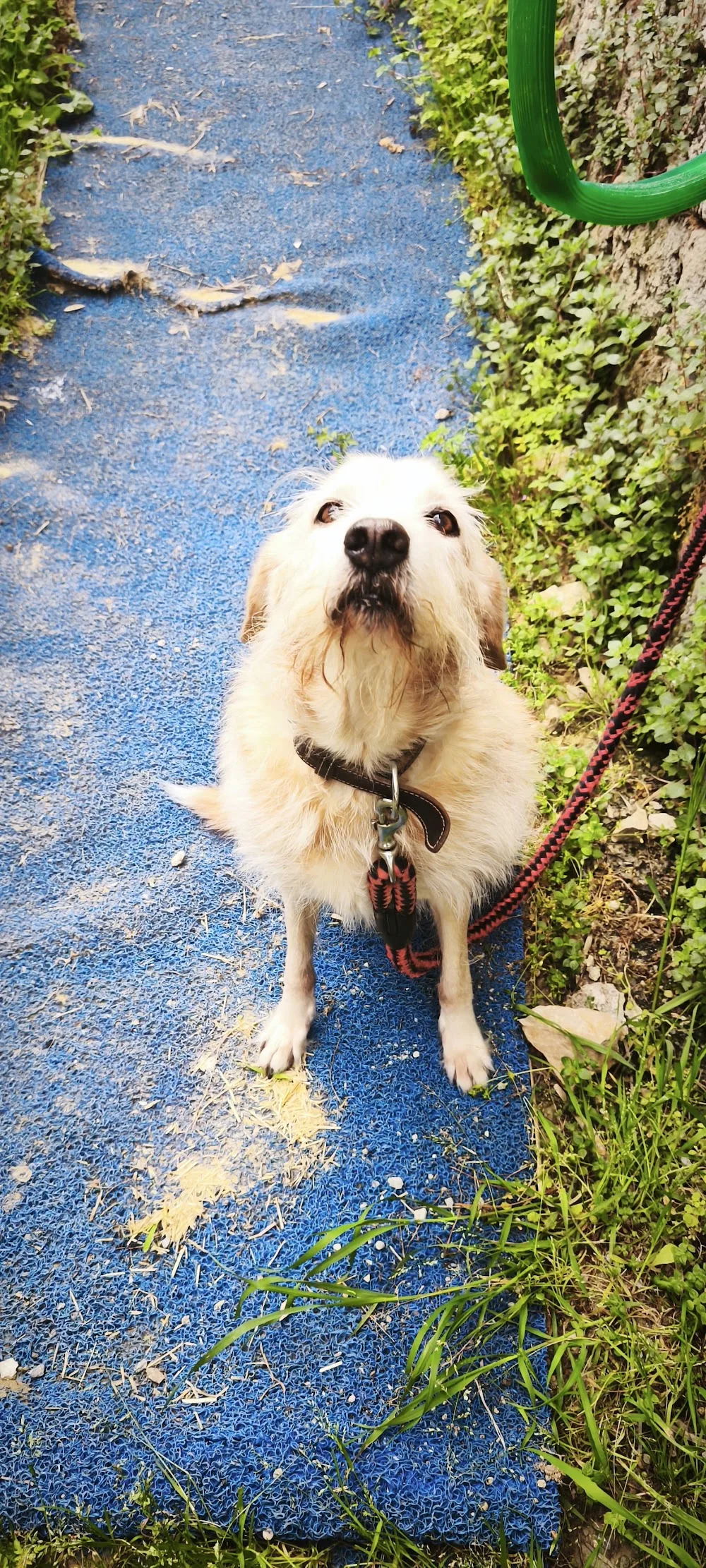 Petlantis Köpek Oteli - Aydın pet otel görseli 2