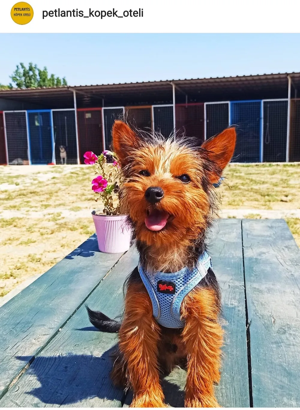 Petlantis Köpek Oteli - Aydın pet otel görseli 7