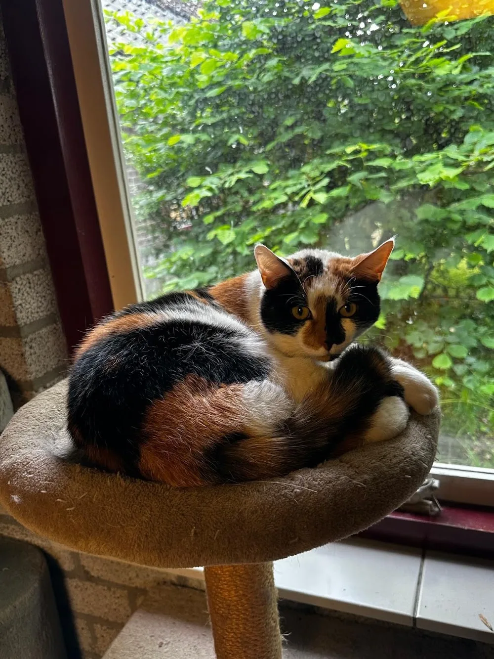 Pension "De Kattenboom" - Baarlo pet otel görseli 3