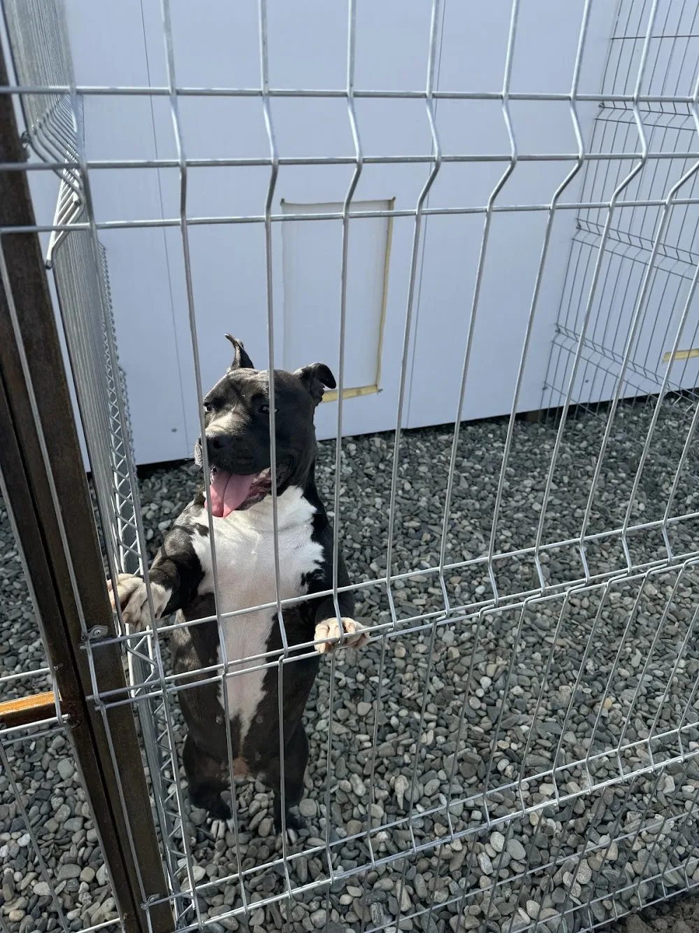 K9 Hotel - Pensiune canină - Bacău - Bacău pet otel görseli 3