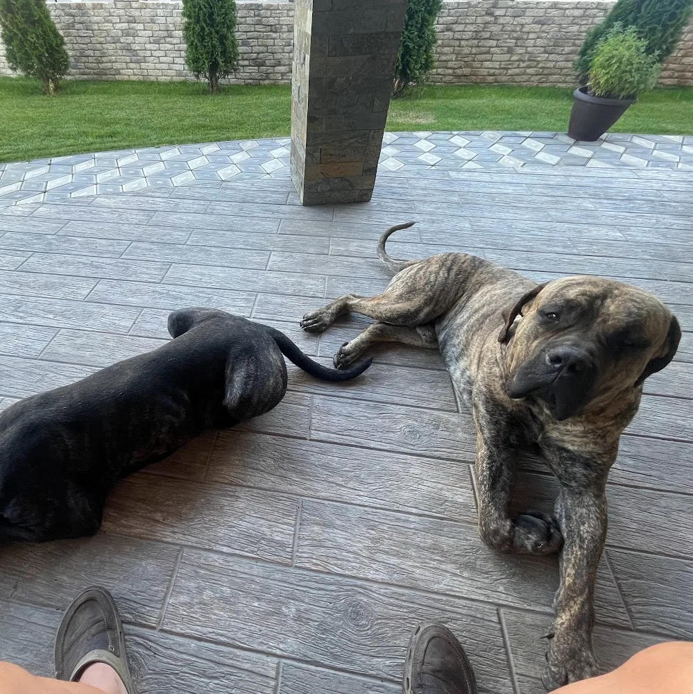K9 Hotel - Pensiune canină - Bacău - Bacău pet otel görseli 5