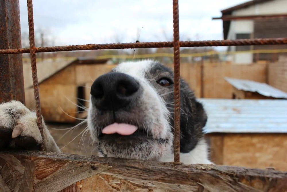 Ringo Land Romania. Adăpost privat pentru câini și pisici fără stăpân și centru de reabilitare câini - Bacău pet otel