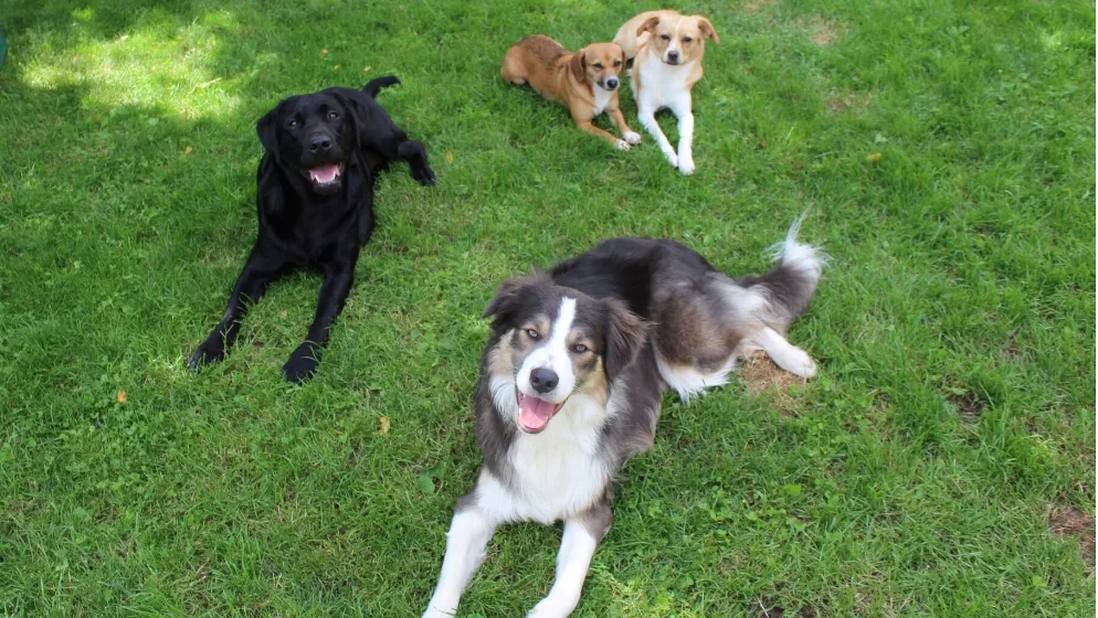 Hundepension & Futterberatung Juma's Hundeglück - Backnang pet otel