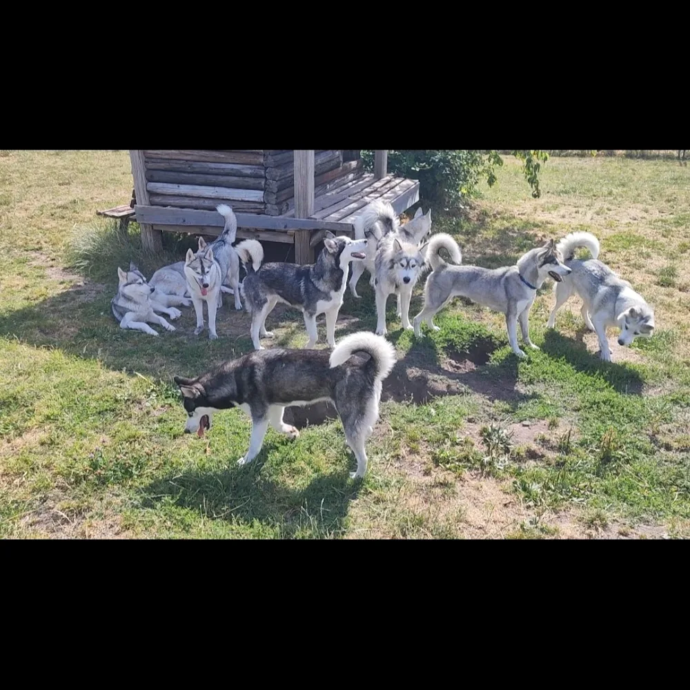 Hundepension-Polarlichter - Backnang pet otel