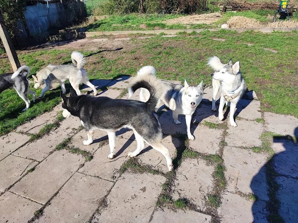 Hundepension-Polarlichter - Backnang pet otel görseli 3
