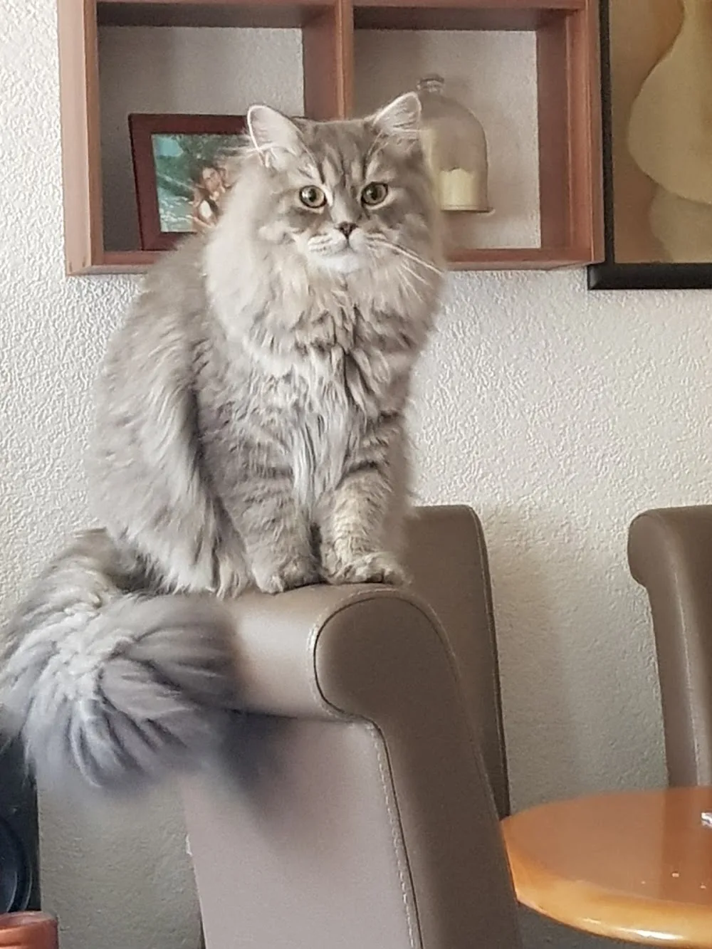 Katzen und Tierbetreuung Tanja Herhoff - Backnang pet otel