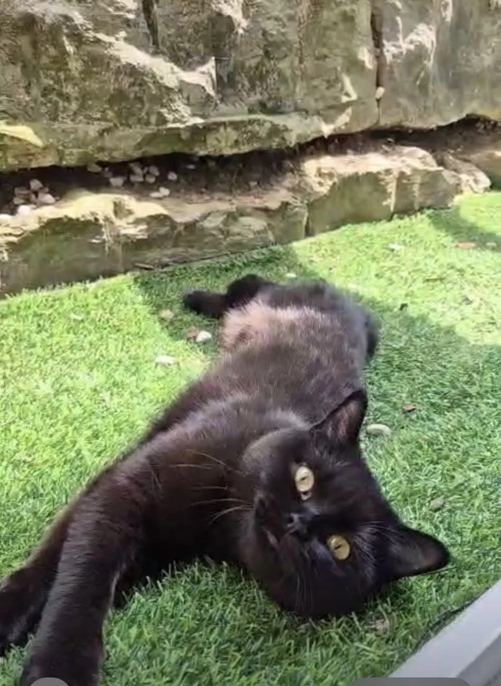 Katzen und Tierbetreuung Tanja Herhoff - Backnang pet otel görseli 3