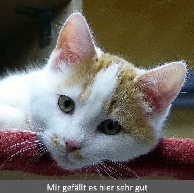 Katzenpension Reiss - Backnang pet otel