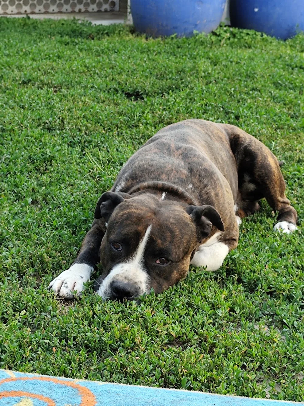 Badmash Blood Kennel - Bács-Kiskun pet otel