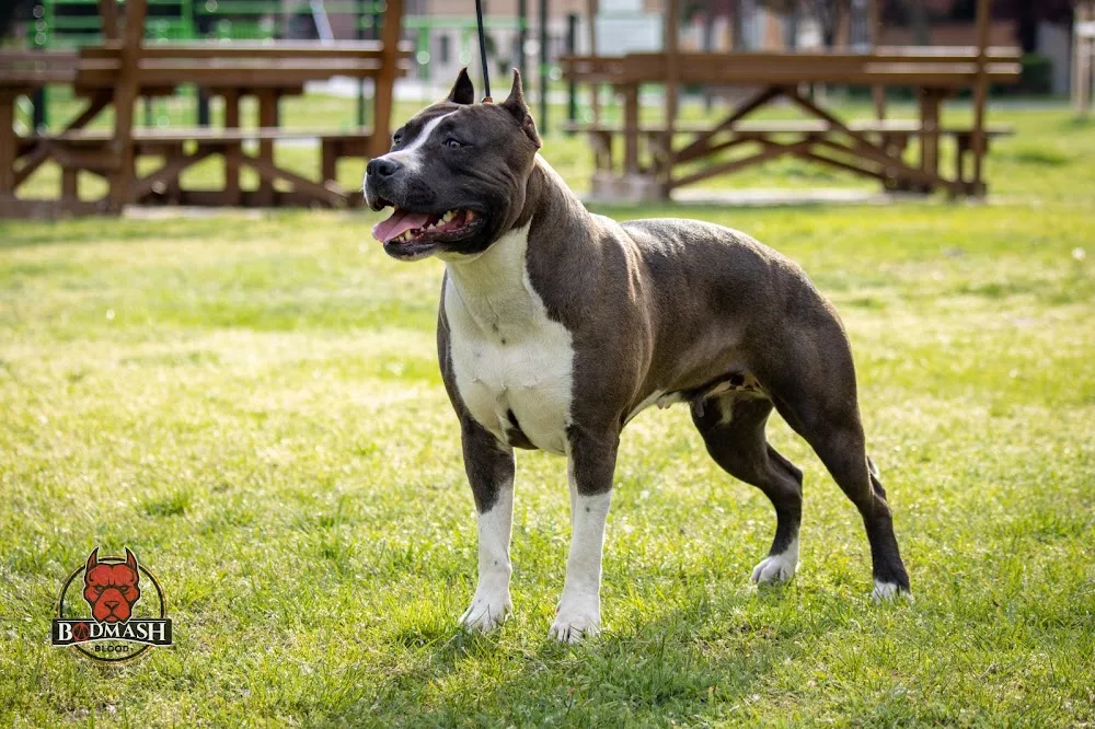 Badmash Blood Kennel - Bács-Kiskun pet otel görseli 3