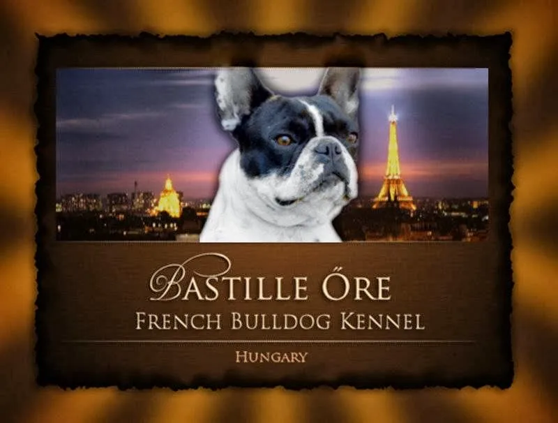 Bastille-Őre french bulldog kennel - Bács-Kiskun pet otel