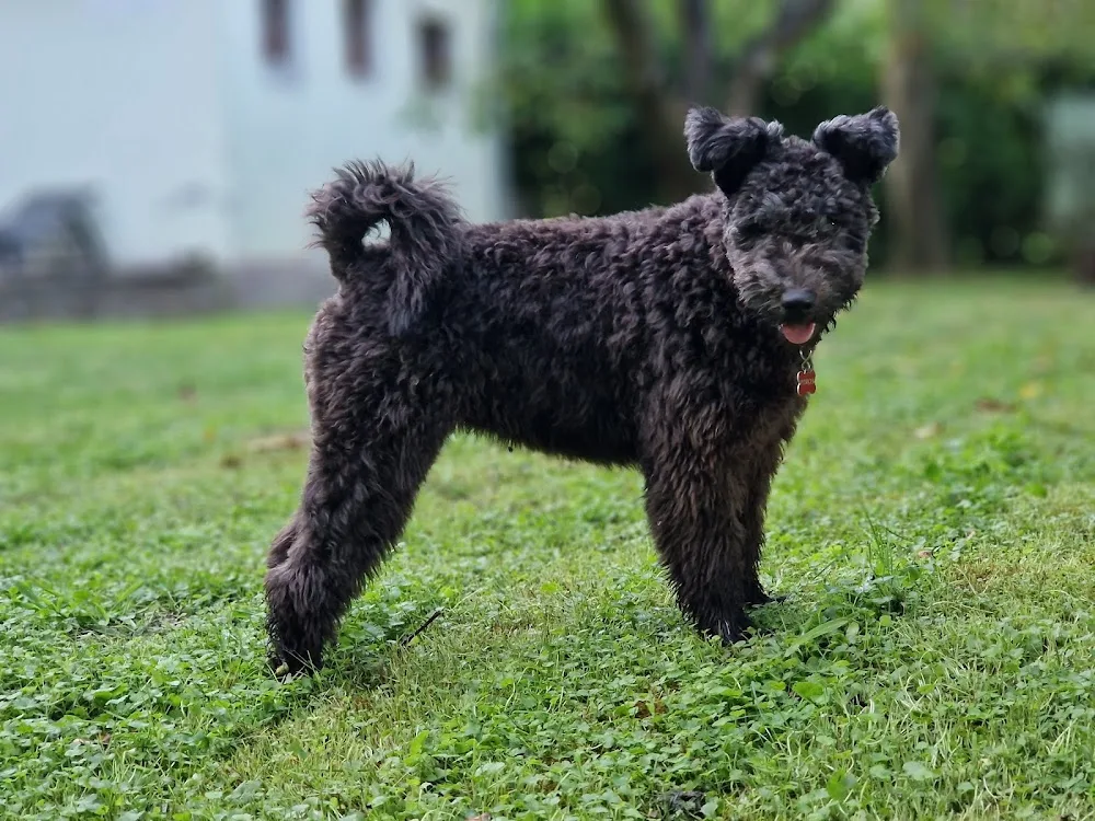 Duna-menti Dumás Kennel - Bács-Kiskun pet otel