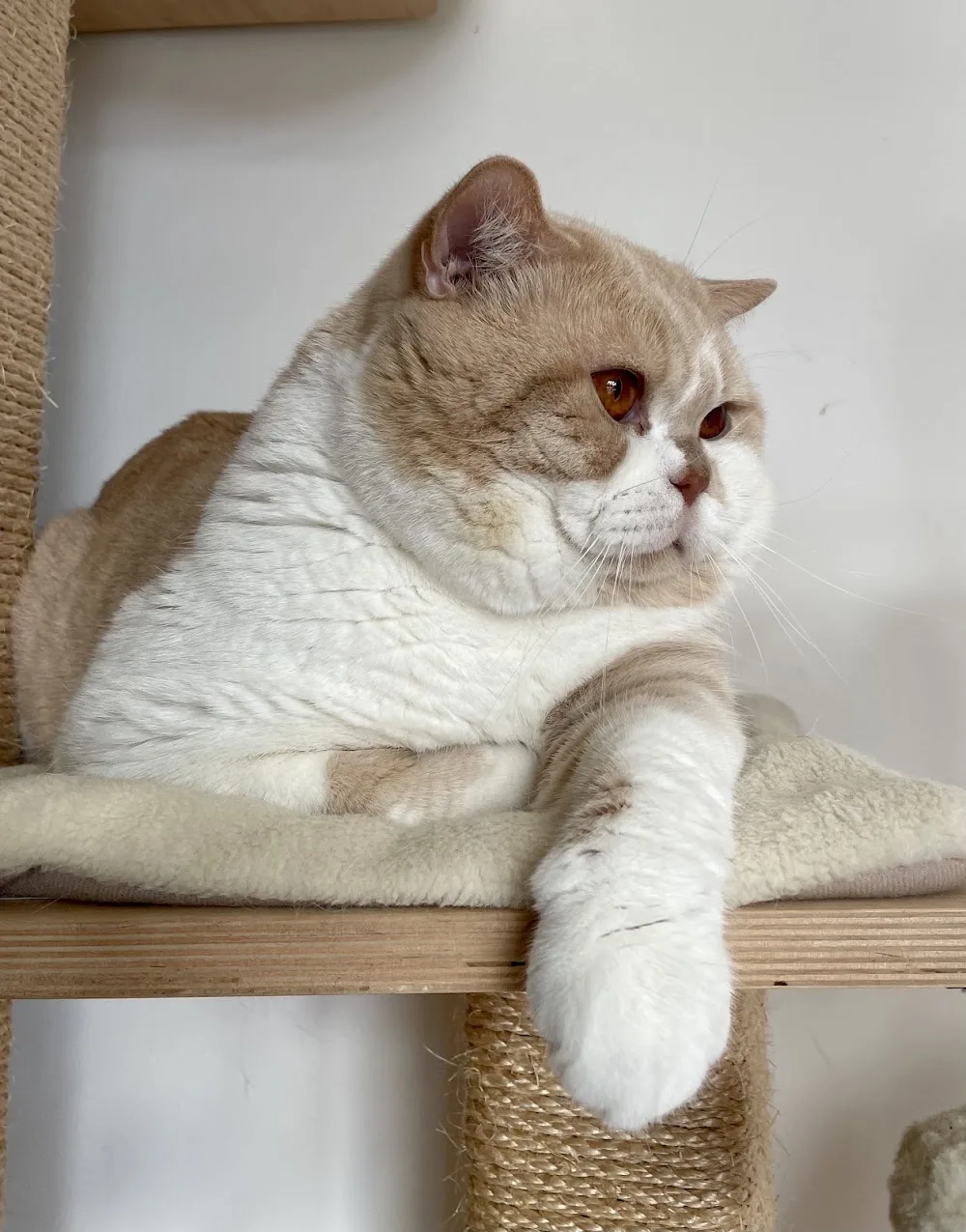 Feuerblume British Cattery - Bács-Kiskun pet otel görseli 3