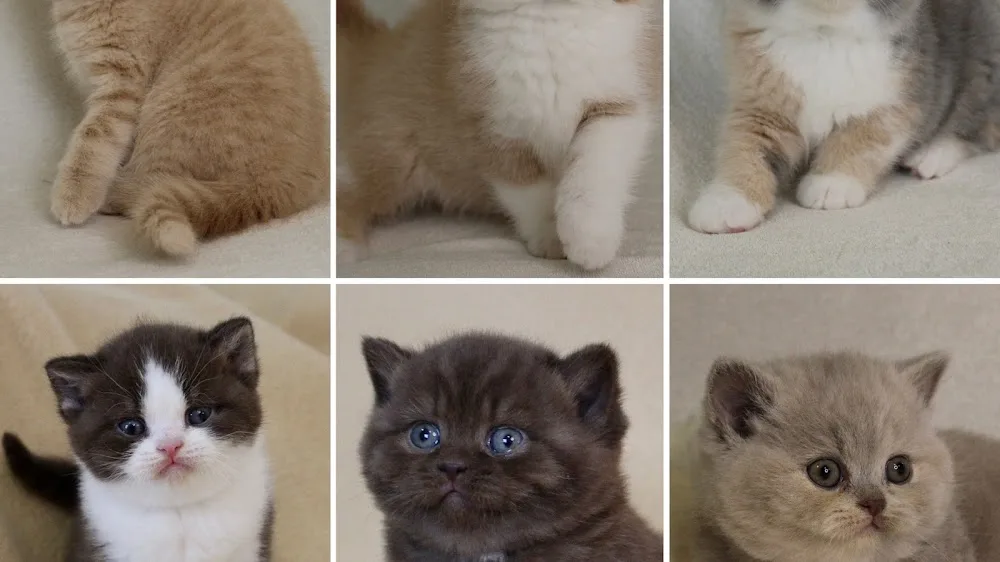 Feuerblume British Cattery - Bács-Kiskun pet otel görseli 4