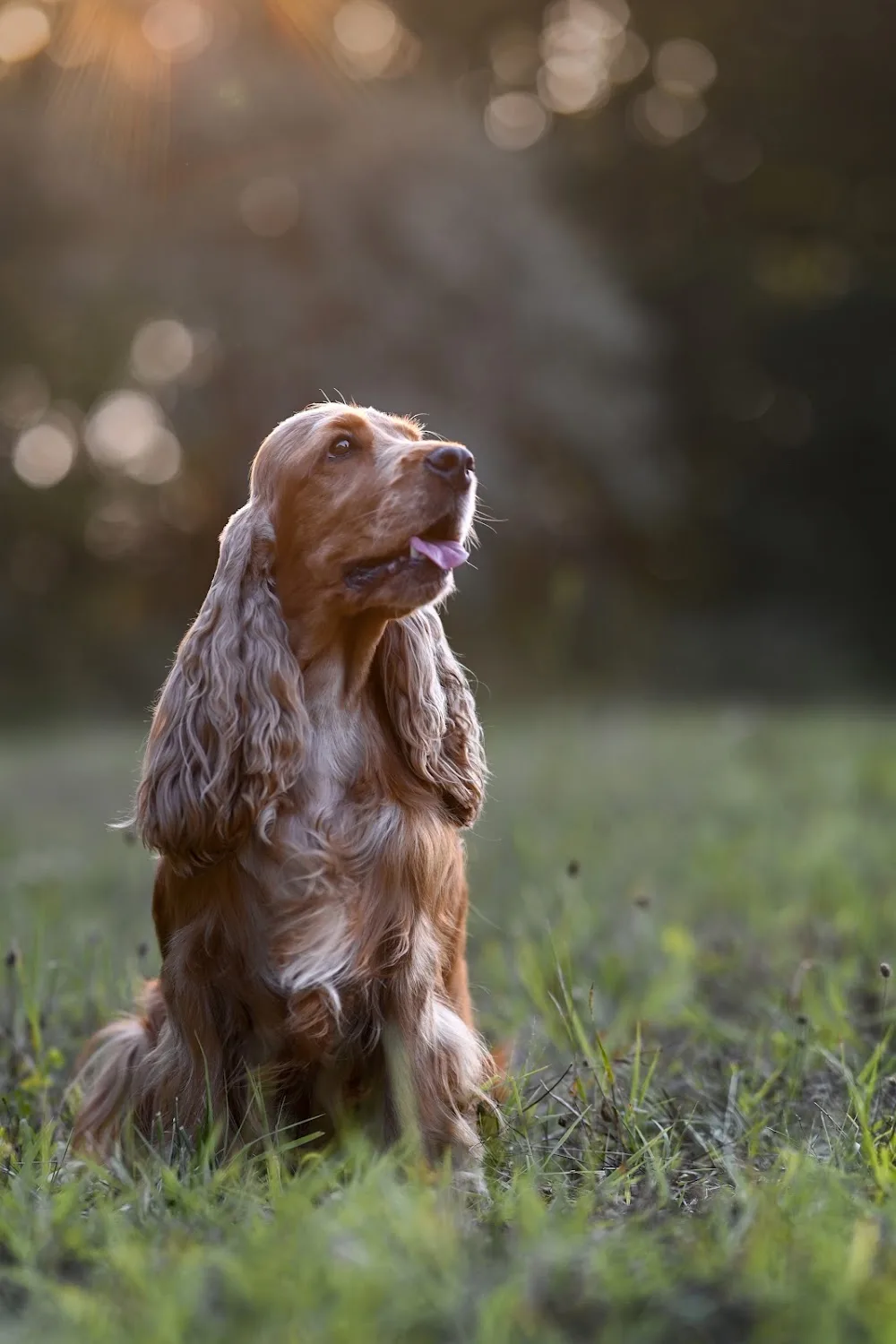 Gold Velvet angol cocker spániel kennel - Bács-Kiskun pet otel görseli 4
