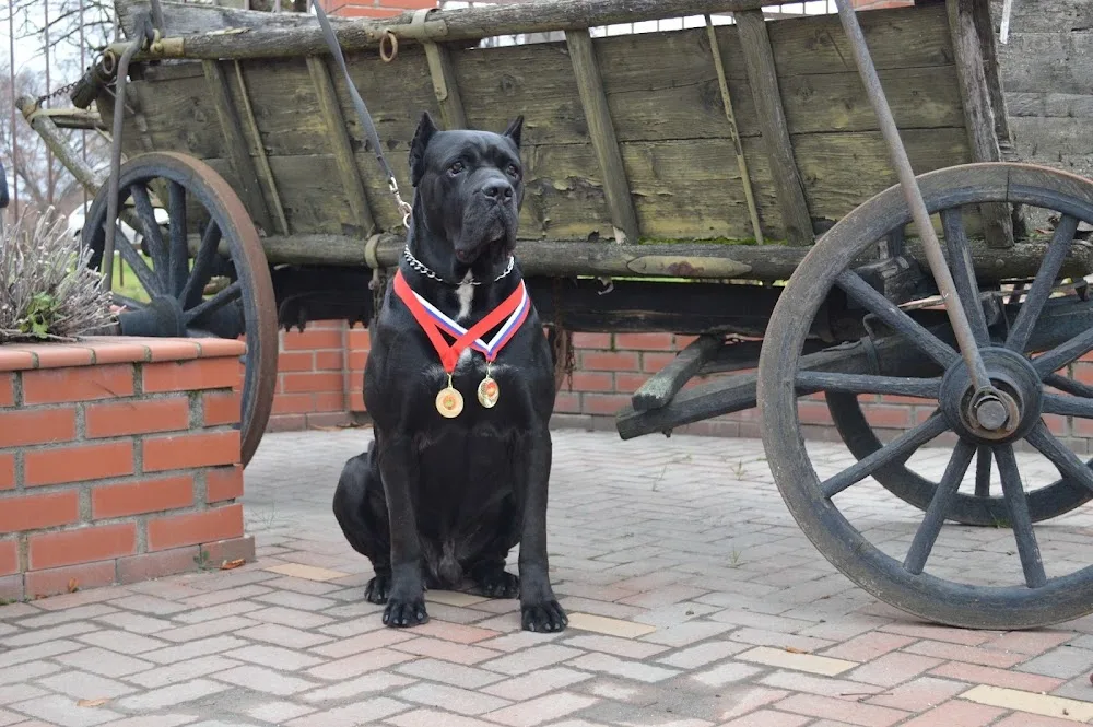 Kingdom of Pride Cane Corso kennel - Bács-Kiskun pet otel görseli 3