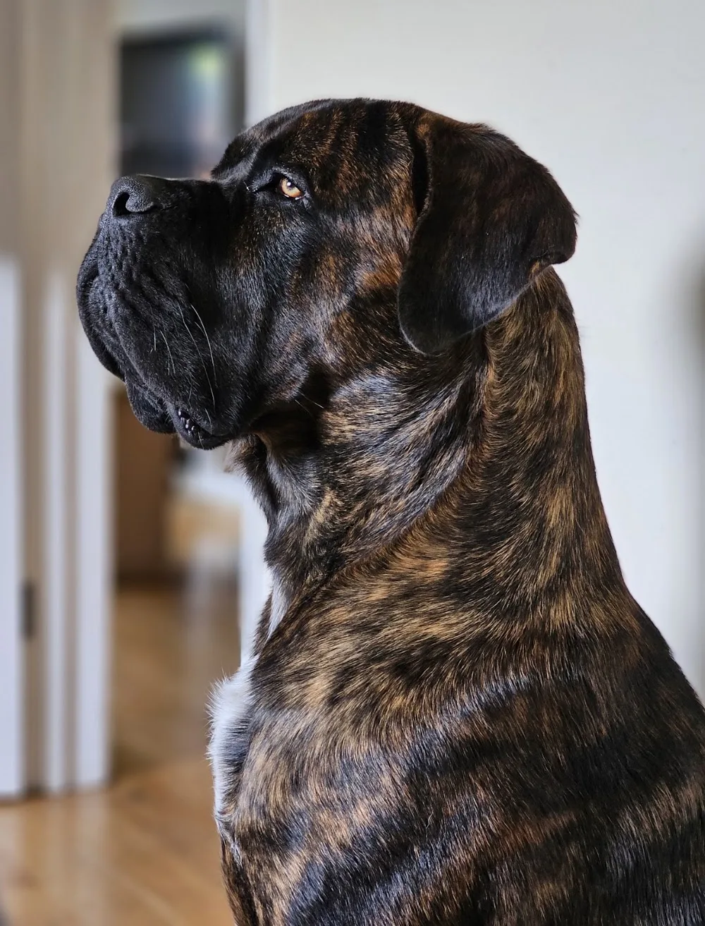 Kingdom of Pride Cane Corso kennel - Bács-Kiskun pet otel görseli 6