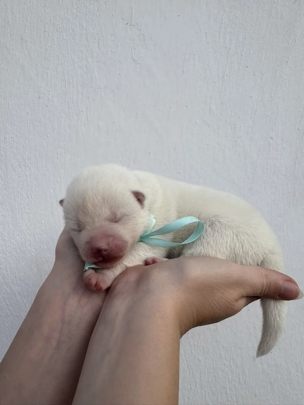 Mori no Seirei Akita Kennel - Bács-Kiskun pet otel