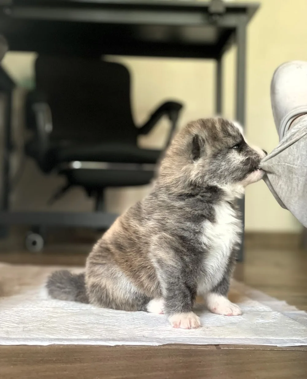 Mori no Seirei Akita Kennel - Bács-Kiskun pet otel görseli 3