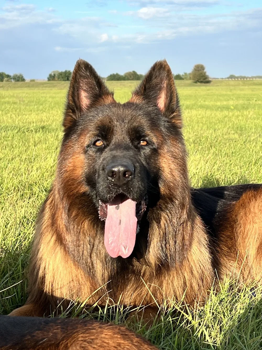 Red Chance Kennel | german shepherd - Bács-Kiskun pet otel