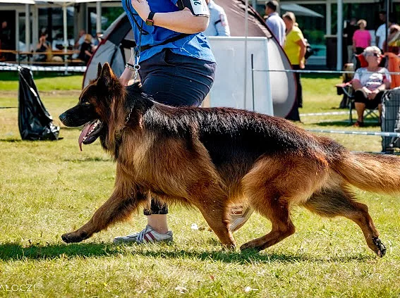 Red Chance Kennel | german shepherd - Bács-Kiskun pet otel görseli 3