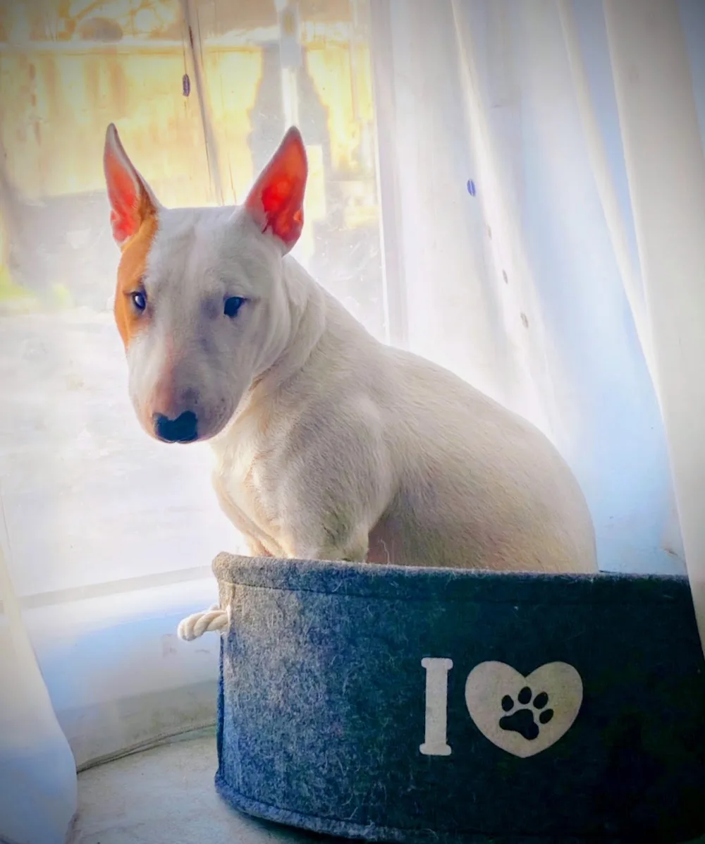 Troll Dogs Kennel - Bács-Kiskun pet otel görseli 3