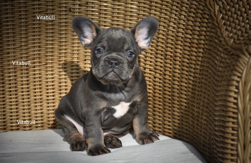 Vitabull Kennel - Bács-Kiskun pet otel görseli 2