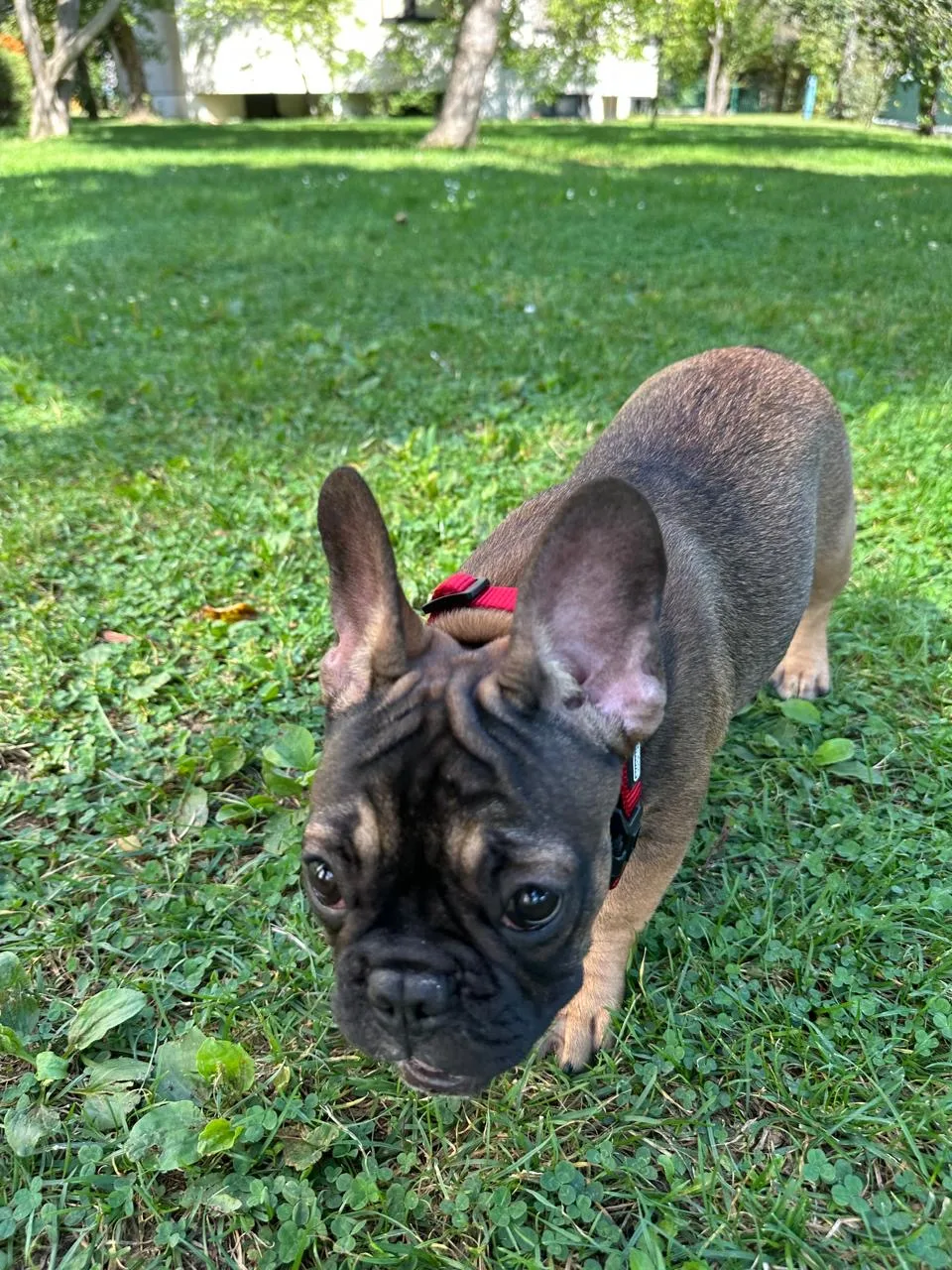 Vitabull Kennel - Bács-Kiskun pet otel görseli 3