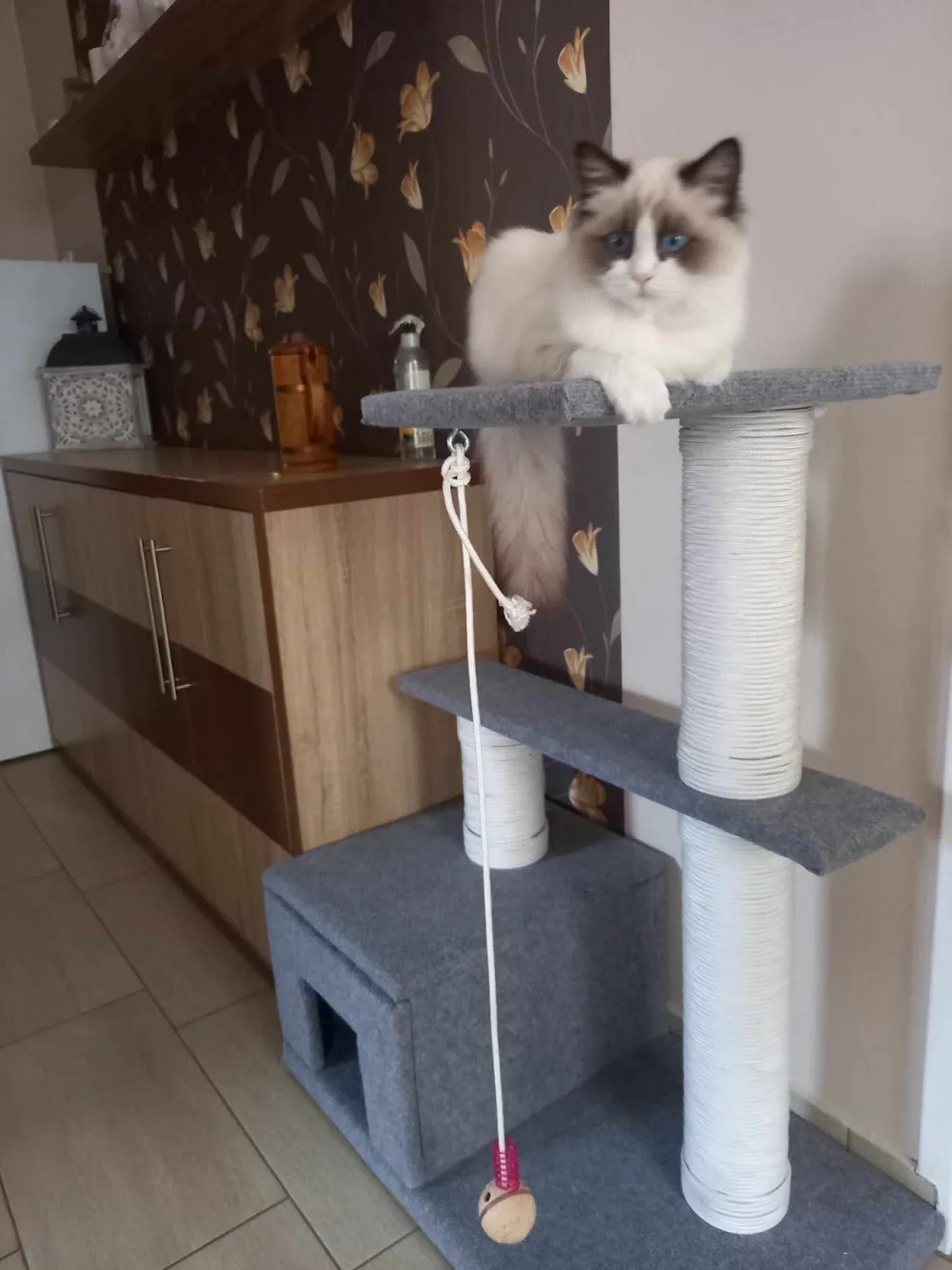 Wabi-Sabi Ragdoll Cattery - Bács-Kiskun pet otel görseli 3