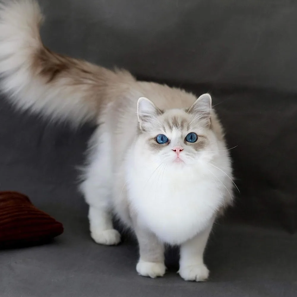 Wabi-Sabi Ragdoll Cattery - Bács-Kiskun pet otel görseli 6