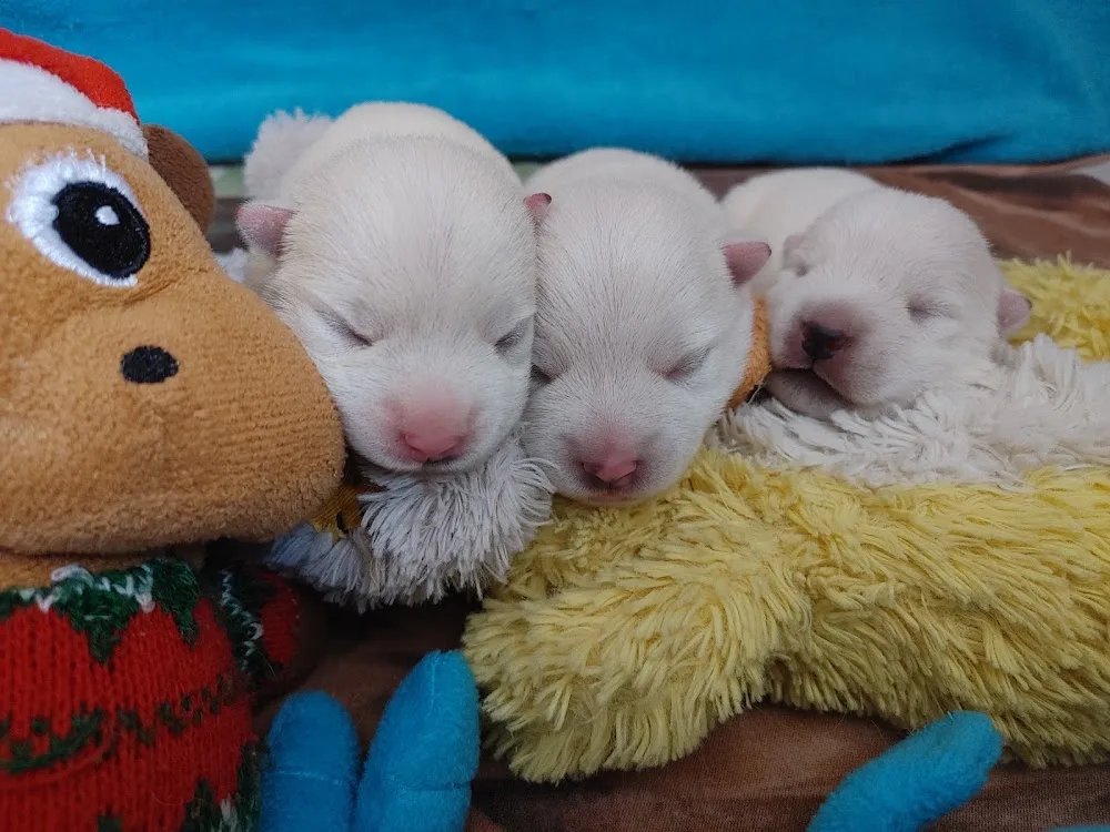 Westie Kennel - Bács-Kiskun pet otel görseli 3