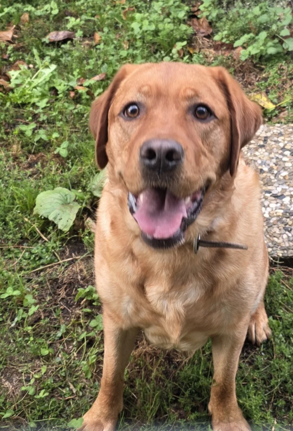 Hunde- und Katzenzentrum Neukirchen vorm Wald - Bad Birnbach pet otel