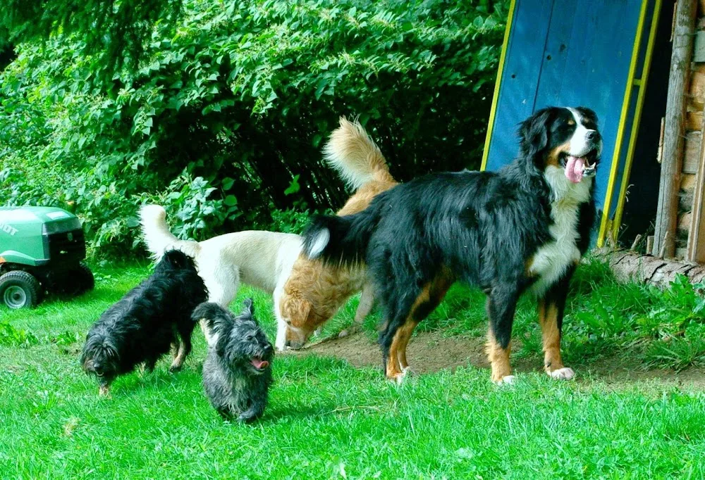 Hunde- und Katzenzentrum Neukirchen vorm Wald - Bad Birnbach pet otel görseli 3
