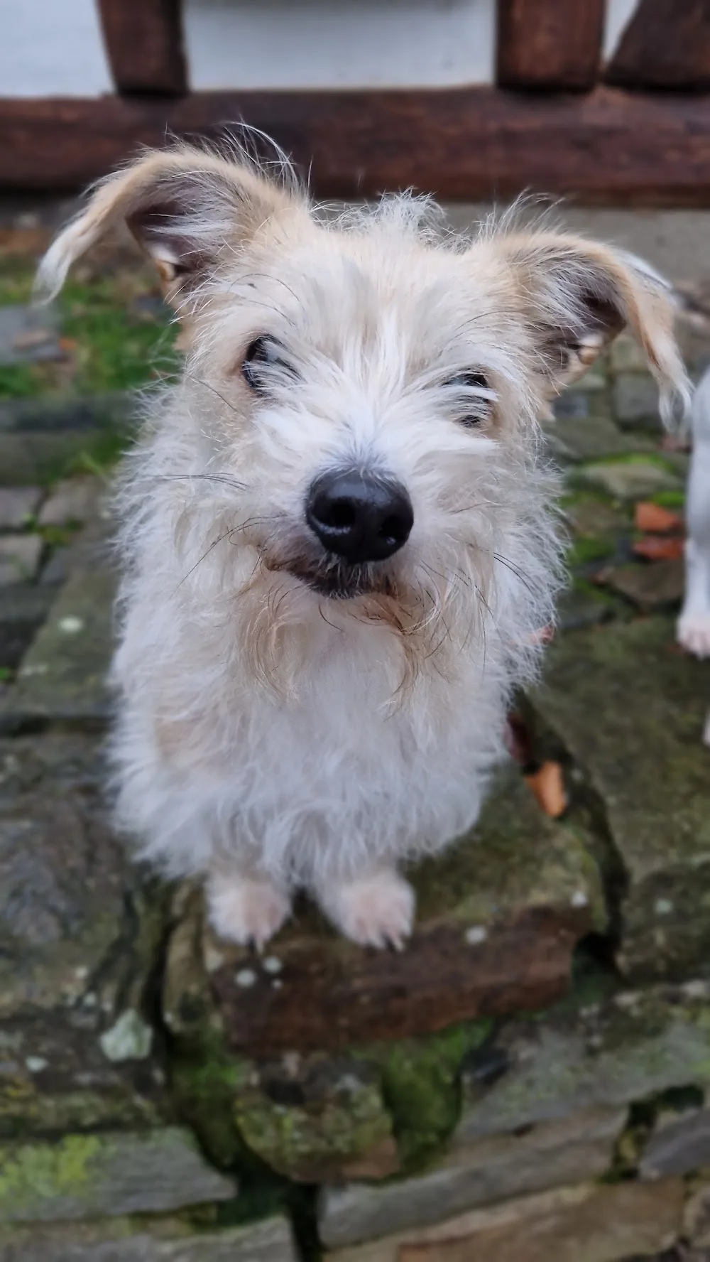 HundeHofHochstein - Bad Endbach pet otel görseli 3