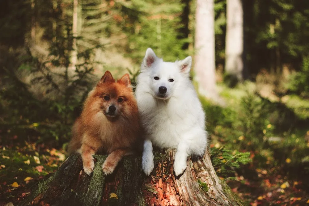 Hundepension Buchhellertal - Bad Endbach pet otel görseli 3
